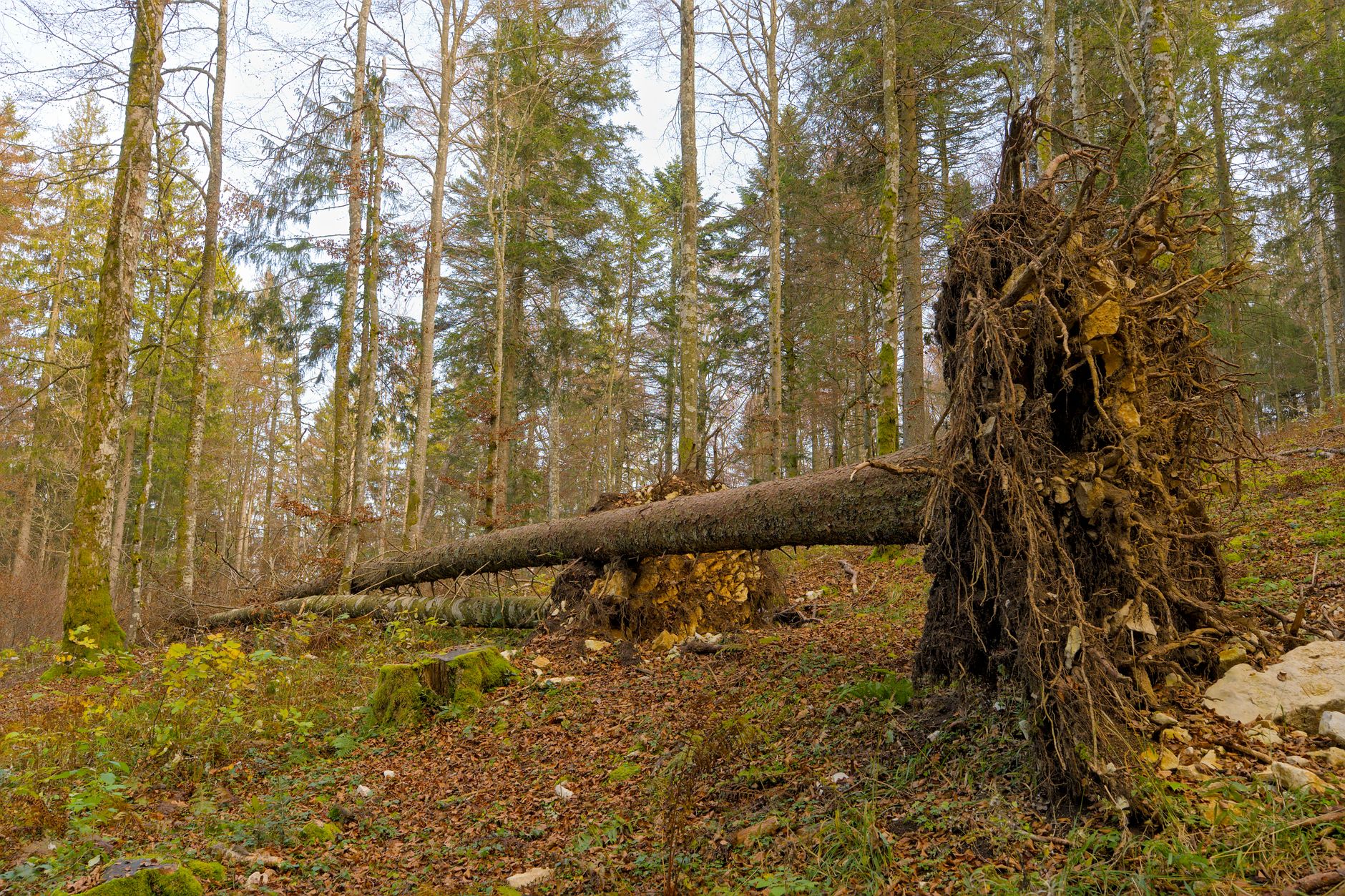 Enlèvement arbre urgence à Saint-Chamond
